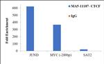 CTCF Antibody in ChIP Assay (ChIP)