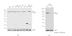 CTCF Antibody in Western Blot (WB)