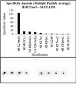 H3K27me3 Antibody