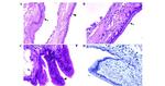 MUC1 Antibody in Immunohistochemistry (Paraffin) (IHC (P))