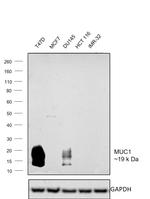 MUC1 Antibody in Western Blot (WB)