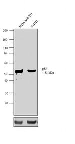 p53 Antibody in Western Blot (WB)