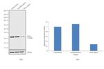 PCNA Antibody in Western Blot (WB)