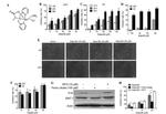 Transferrin Receptor Antibody in Western Blot (WB)