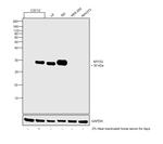 Myogenin Antibody in Western Blot (WB)