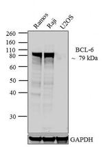 BCL6 Antibody in Western Blot (WB)