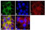 E-cadherin Antibody in Immunocytochemistry (ICC/IF)