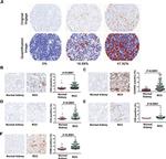 CD45RO Antibody in Immunohistochemistry (IHC)