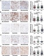 CD45RO Antibody in Immunohistochemistry (IHC)