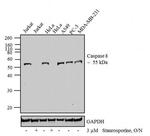 Caspase 8 Antibody in Western Blot (WB)