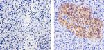 Synaptophysin Antibody in Immunohistochemistry (Paraffin) (IHC (P))