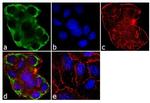 Cytokeratin 14 Antibody in Immunocytochemistry (ICC/IF)