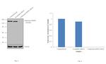 Caldesmon HMW Antibody in Western Blot (WB)