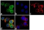 SHP-1 Antibody in Immunocytochemistry (ICC/IF)