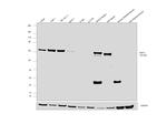 SHP-1 Antibody in Western Blot (WB)