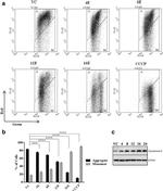 Cytochrome C Antibody in Western Blot (WB)