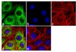 Cytochrome C Antibody in Immunocytochemistry (ICC/IF)