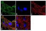 Vinculin Antibody in Immunocytochemistry (ICC/IF)