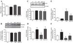 Mast Cell Chymase Antibody in Western Blot (WB)