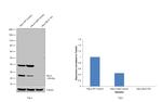 Bcl-2 Antibody in Western Blot (WB)