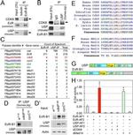 Actin Antibody in Western Blot (WB)