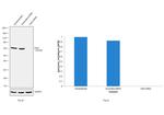 CHK2 Antibody in Western Blot (WB)