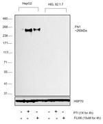 Fibronectin Antibody in Western Blot (WB)