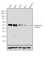 Cytokeratin 7 Antibody in Western Blot (WB)