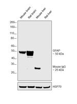 GFAP Antibody in Western Blot (WB)