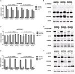 14-3-3 epsilon Antibody in Western Blot (WB)