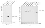 c-Myc Antibody