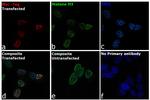 c-Myc Antibody in Immunocytochemistry (ICC/IF)