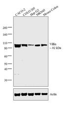 Villin Antibody in Western Blot (WB)