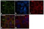 14-3-3 Pan Antibody in Immunocytochemistry (ICC/IF)