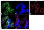 CD99 Antibody in Immunocytochemistry (ICC/IF)