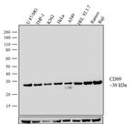 CD99 Antibody in Western Blot (WB)