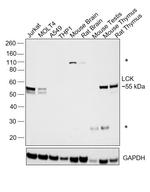 LCK Antibody