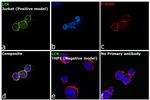 LCK Antibody in Immunocytochemistry (ICC/IF)