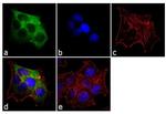 Cytokeratin 19 Antibody in Immunocytochemistry (ICC/IF)