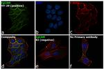 EpCAM Antibody