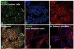 EpCAM Antibody in Immunocytochemistry (ICC/IF)