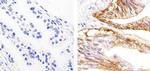 EpCAM Antibody in Immunohistochemistry (Paraffin) (IHC (P))