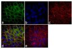 EpCAM Antibody in Immunocytochemistry (ICC/IF)