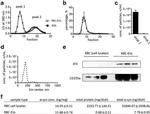 CD235a Antibody in Western Blot (WB)