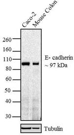 E-cadherin Antibody in Western Blot (WB)