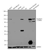 E-cadherin Antibody