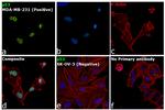 p53 Antibody in Immunocytochemistry (ICC/IF)