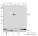 p53 Antibody in Western Blot (WB)