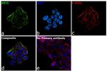 Cytokeratin 5 Antibody in Immunocytochemistry (ICC/IF)