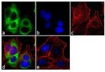 Cytokeratin 19 Antibody in Immunocytochemistry (ICC/IF)